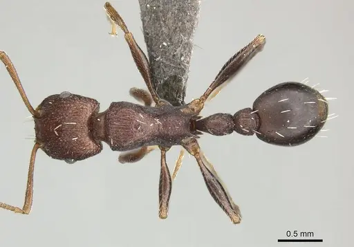 Tetramorium sericeiventre specimen CASENT0249025 image casent0249025_1