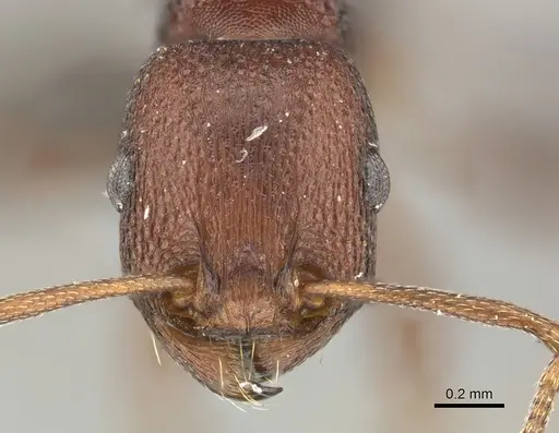 Tetramorium sericeiventre specimen CASENT0249025 image casent0249025_2