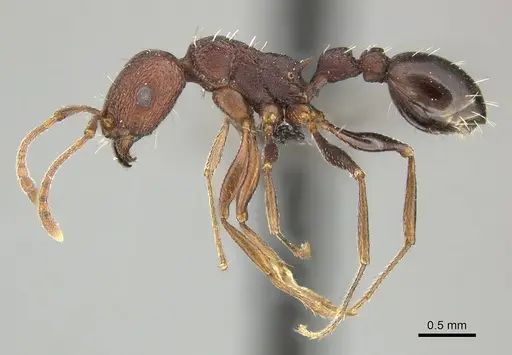 Tetramorium sericeiventre specimen CASENT0249025 image casent0249025_3