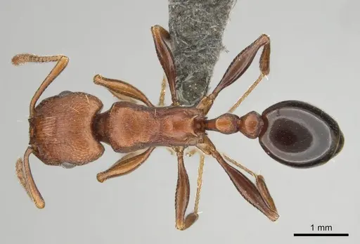 Tetramorium sericeiventre specimen CASENT0253323 image casent0253323_1