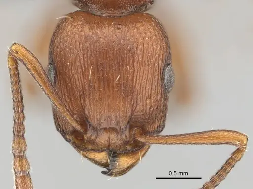 Tetramorium sericeiventre specimen CASENT0253323 image casent0253323_2