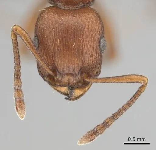 Tetramorium sericeiventre specimen CASENT0253323 image casent0253323_3