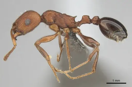Tetramorium sericeiventre specimen CASENT0253323 image casent0253323_4