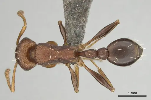 Tetramorium sericeiventre specimen CASENT0253342 image casent0253342_1