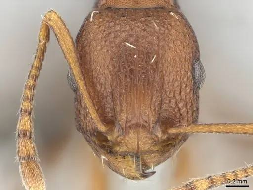 Tetramorium sericeiventre specimen CASENT0253342 image casent0253342_2