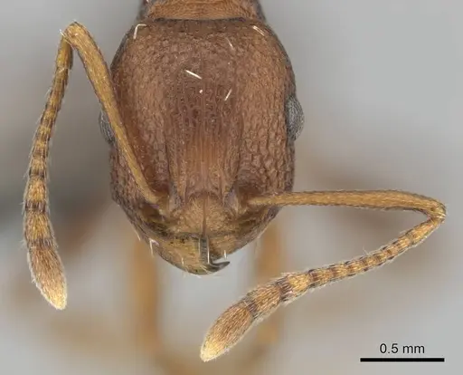 Tetramorium sericeiventre specimen CASENT0253342 image casent0253342_3