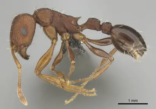 Tetramorium sericeiventre specimen CASENT0253342 image casent0253342_4