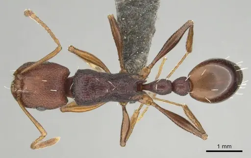 Tetramorium sericeiventre specimen CASENT0253343 image casent0253343_1