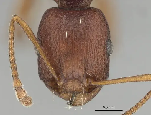 Tetramorium sericeiventre specimen CASENT0253343 image casent0253343_2