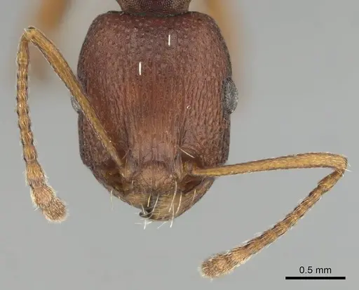 Tetramorium sericeiventre specimen CASENT0253343 image casent0253343_3