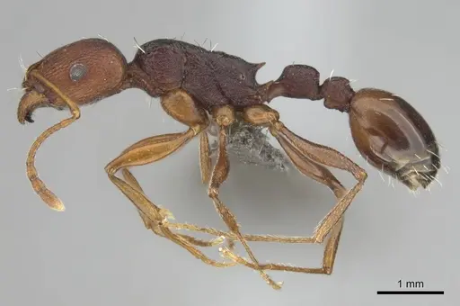 Tetramorium sericeiventre specimen CASENT0253343 image casent0253343_4