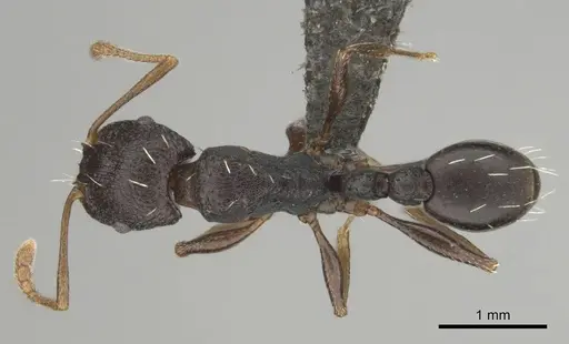 Tetramorium sericeiventre specimen CASENT0253347 image casent0253347_1