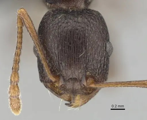 Tetramorium sericeiventre specimen CASENT0253347 image casent0253347_2