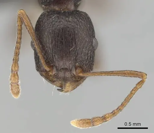 Tetramorium sericeiventre specimen CASENT0253347 image casent0253347_3