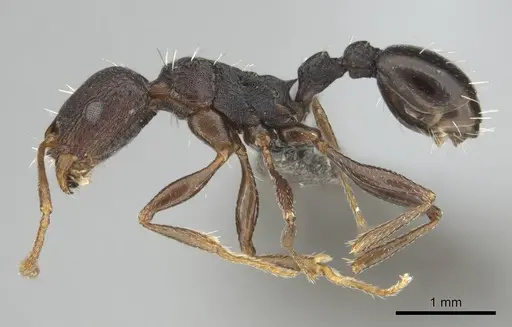 Tetramorium sericeiventre specimen CASENT0253347 image casent0253347_4