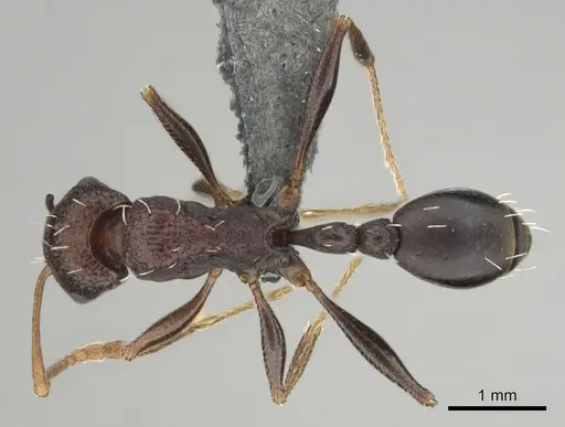 Tetramorium sericeiventre specimen CASENT0253348 image casent0253348_1