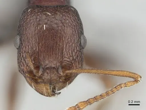 Tetramorium sericeiventre specimen CASENT0253348 image casent0253348_2