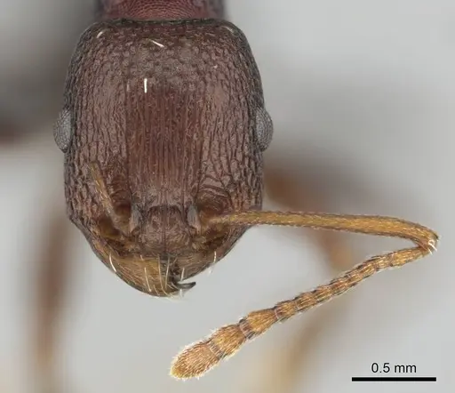 Tetramorium sericeiventre specimen CASENT0253348 image casent0253348_3