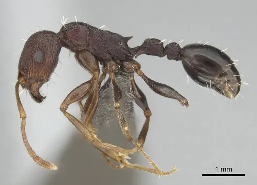 Tetramorium sericeiventre specimen CASENT0253348 image casent0253348_4