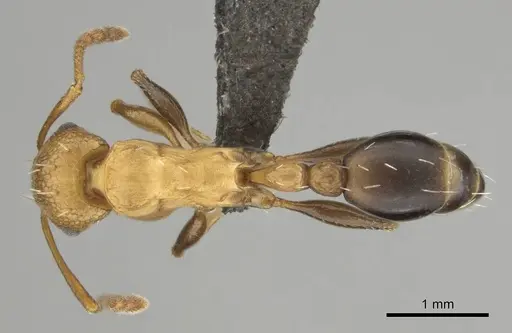 Tetramorium sericeiventre specimen CASENT0255159 image casent0255159_1