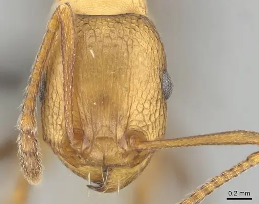 Tetramorium sericeiventre specimen CASENT0255159 image casent0255159_2