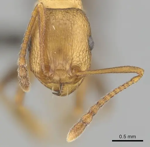 Tetramorium sericeiventre specimen CASENT0255159 image casent0255159_3