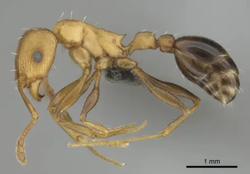 Tetramorium sericeiventre specimen CASENT0255159 image casent0255159_4