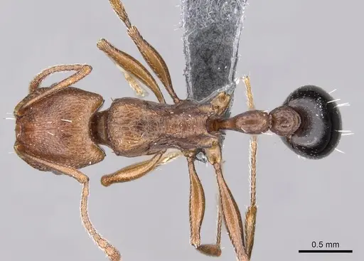 Tetramorium sericeiventre specimen CASENT0264054 image casent0264054_1