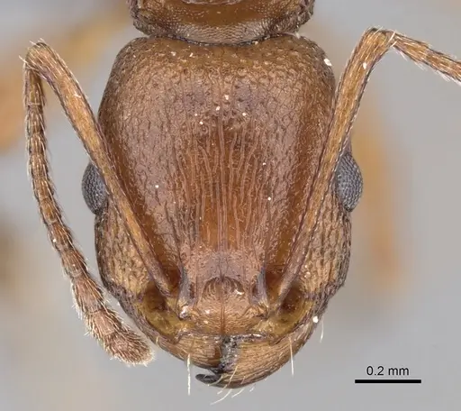 Tetramorium sericeiventre specimen CASENT0264054 image casent0264054_2