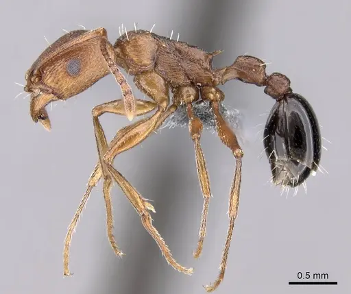 Tetramorium sericeiventre specimen CASENT0264054 image casent0264054_3