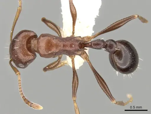 Tetramorium sericeiventre specimen CASENT0280925 image casent0280925_1