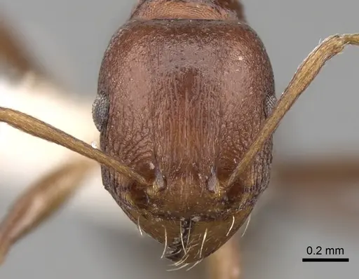 Tetramorium sericeiventre specimen CASENT0280925 image casent0280925_2