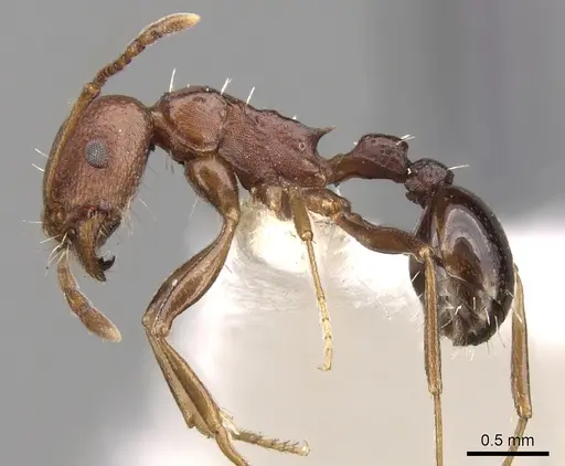 Tetramorium sericeiventre specimen CASENT0280925 image casent0280925_3