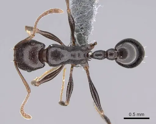 Tetramorium sericeiventre specimen CASENT0785916 image casent0785916_1