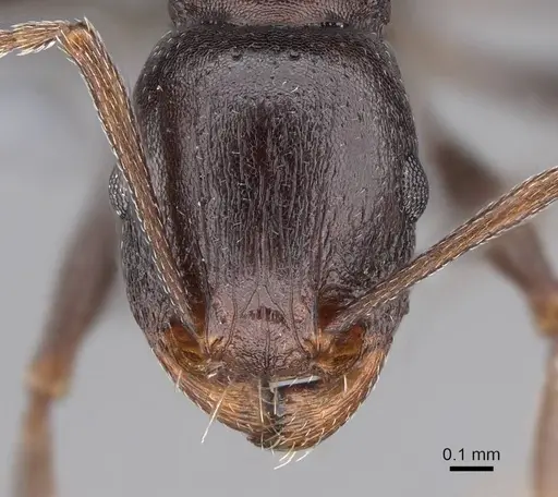 Tetramorium sericeiventre specimen CASENT0785916 image casent0785916_2