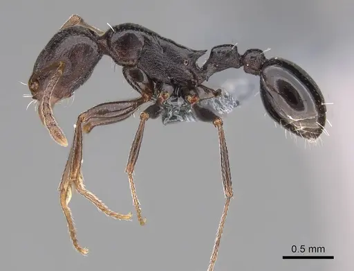 Tetramorium sericeiventre specimen CASENT0785916 image casent0785916_3