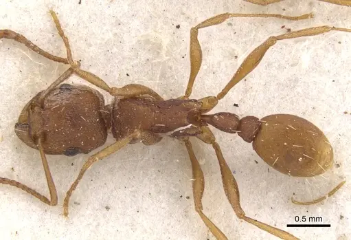 Tetramorium sericeiventre specimen CASENT0901243 image casent0901243_1