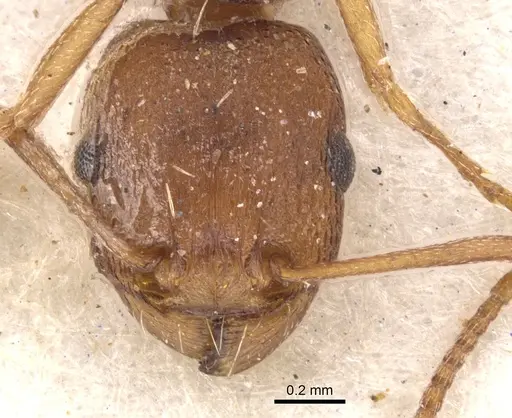 Tetramorium sericeiventre specimen CASENT0901243 image casent0901243_2