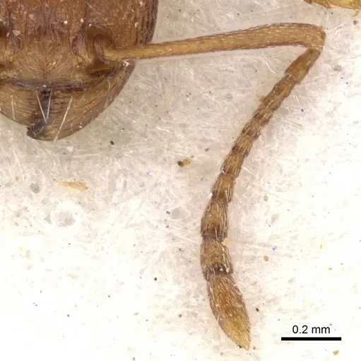 Tetramorium sericeiventre specimen CASENT0901243 image casent0901243_3