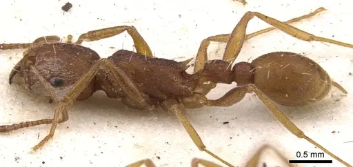 Tetramorium sericeiventre specimen CASENT0901243 image casent0901243_4