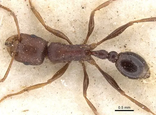 Tetramorium sericeiventre specimen CASENT0901244 image casent0901244_1