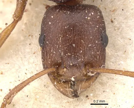 Tetramorium sericeiventre specimen CASENT0901244 image casent0901244_2