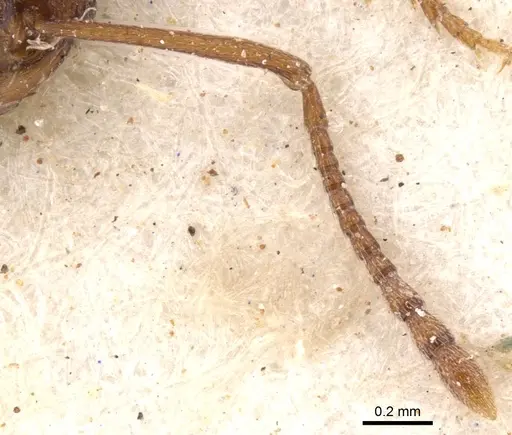 Tetramorium sericeiventre specimen CASENT0901244 image casent0901244_3