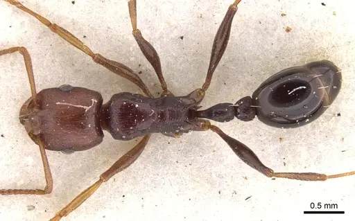 Tetramorium sericeiventre specimen CASENT0901245 image casent0901245_1
