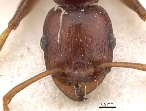 Tetramorium sericeiventre specimen CASENT0901245 image casent0901245_2