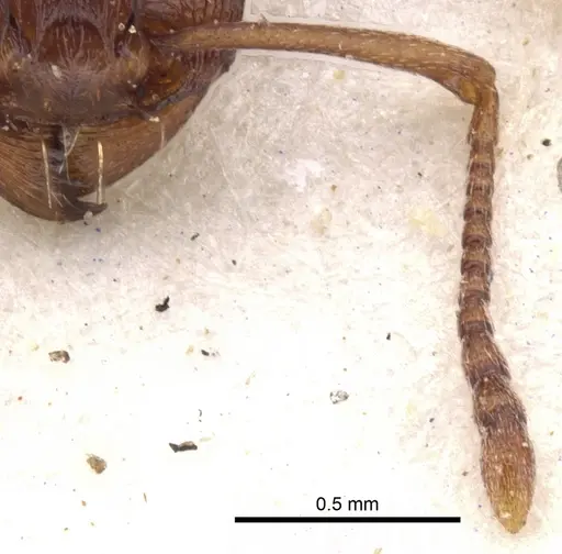 Tetramorium sericeiventre specimen CASENT0901245 image casent0901245_3