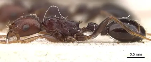 Tetramorium sericeiventre specimen CASENT0901245 image casent0901245_4