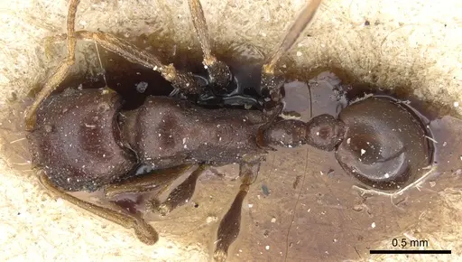Tetramorium sericeiventre specimen CASENT0904835 image casent0904835_1