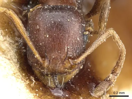 Tetramorium sericeiventre specimen CASENT0904835 image casent0904835_2