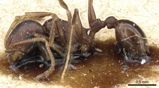 Tetramorium sericeiventre specimen CASENT0904835 image casent0904835_3